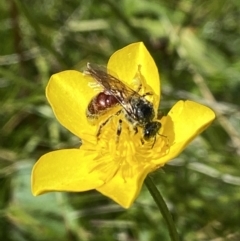 Lasioglossum (Parasphecodes) sp. (genus & subgenus) (Halictid bee) at Paddys River, ACT - 1 Jan 2022 by AJB