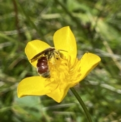 Lasioglossum (Parasphecodes) sp. (genus & subgenus) at Paddys River, ACT - 2 Jan 2022