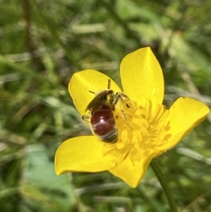 Lasioglossum (Parasphecodes) sp. (genus & subgenus) at Paddys River, ACT - suppressed