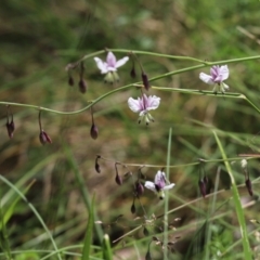 Arthropodium milleflorum (Vanilla Lily) at Cotter River, ACT - 1 Jan 2022 by Tammy