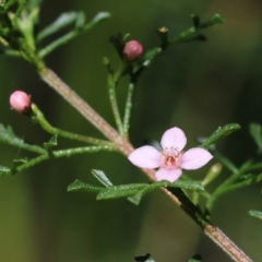 Boronia anemonifolia at Tura Beach, NSW - 28 Dec 2021 by KylieWaldon