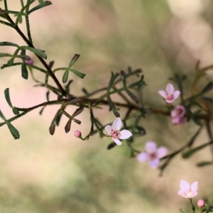 Boronia anemonifolia at Tura Beach, NSW - suppressed