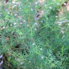 Boronia anemonifolia at Tura Beach, NSW - suppressed