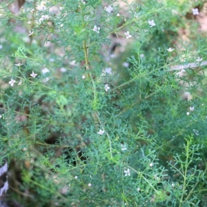 Boronia anemonifolia at Tura Beach, NSW - suppressed