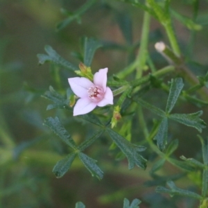 Boronia anemonifolia at Tura Beach, NSW - suppressed