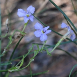 Dampiera stricta at Tura Beach, NSW - 29 Dec 2021