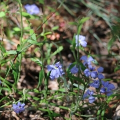 Dampiera stricta at Tura Beach, NSW - 29 Dec 2021