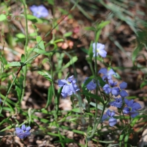 Dampiera stricta at Tura Beach, NSW - 29 Dec 2021