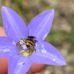 Lipotriches sp. (genus) (Halictid bee) at Mount Taylor - 3 Jan 2022 by AJB