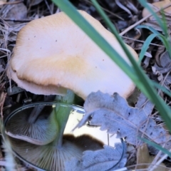 Unverified Cap on a stem; gills below cap [mushrooms or mushroom-like] at Tura Beach, NSW - 29 Dec 2021 by KylieWaldon