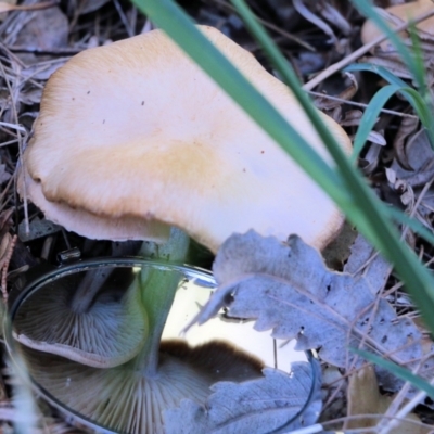 Unidentified Cap on a stem; gills below cap [mushrooms or mushroom-like] at Tura Beach, NSW - 28 Dec 2021 by KylieWaldon