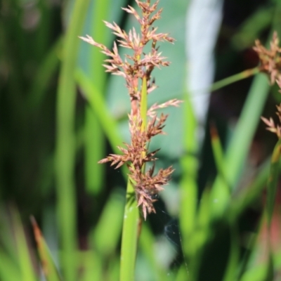 Lepidosperma gladiatum (Coast Sword-sedge) at Tura Beach, NSW - 29 Dec 2021 by KylieWaldon