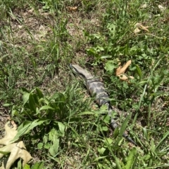 Tiliqua scincoides scincoides (Eastern Blue-tongue) at Duffy, ACT - 22 Dec 2021 by AJB