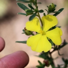 Hibbertia linearis at Tura Beach, NSW - 28 Dec 2021 by KylieWaldon