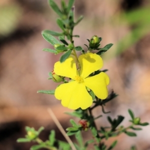 Hibbertia linearis at Tura Beach, NSW - 29 Dec 2021