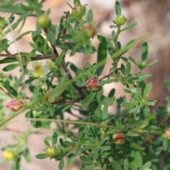 Hibbertia linearis at Tura Beach, NSW - 29 Dec 2021 10:09 AM