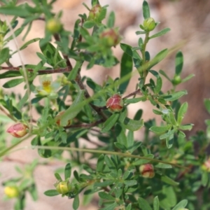 Hibbertia linearis at Tura Beach, NSW - 29 Dec 2021 10:09 AM