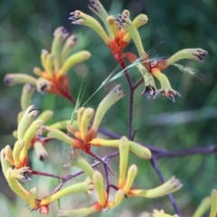 Anigozanthos sp. (Kangaroo Paw) at Tura Beach, NSW - 28 Dec 2021 by KylieWaldon