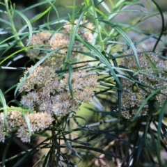 Cassinia longifolia (Shiny Cassinia, Cauliflower Bush) at Tura Beach, NSW - 29 Dec 2021 by KylieWaldon