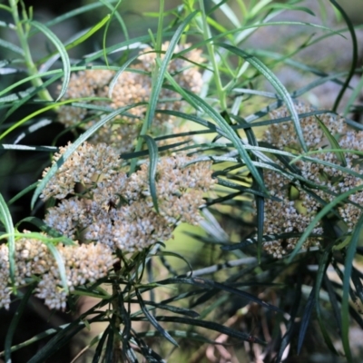 Cassinia longifolia (Shiny Cassinia, Cauliflower Bush) at Tura Beach, NSW - 29 Dec 2021 by KylieWaldon