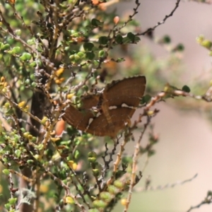 Chrysolarentia leucozona at Cotter River, ACT - 2 Jan 2022 10:29 AM