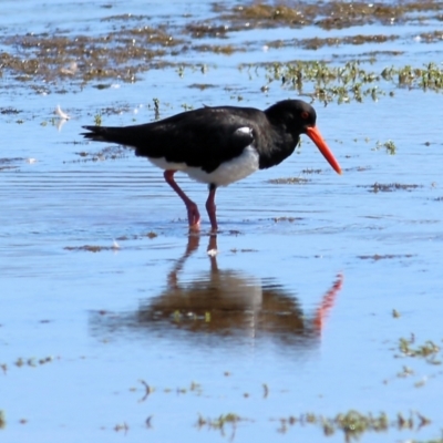 Haematopus longirostris (Australian Pied Oystercatcher) at Lake Curalo - 29 Dec 2021 by KylieWaldon