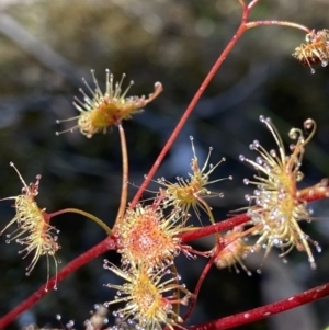 Drosera sp. at Stromlo, ACT - 22 Dec 2021