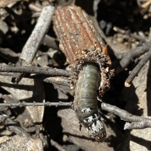 Clania lewinii & similar Casemoths at Stromlo, ACT - 22 Dec 2021 11:32 AM