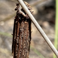 Clania lewinii & similar Casemoths at Stromlo, ACT - 22 Dec 2021 11:32 AM