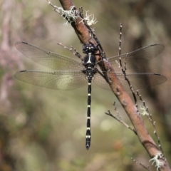 Eusynthemis guttata (Southern Tigertail) at Cotter River, ACT - 1 Jan 2022 by Tammy