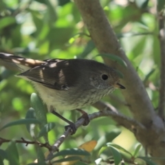 Acanthiza pusilla (Brown Thornbill) at Cotter River, ACT - 1 Jan 2022 by Tammy