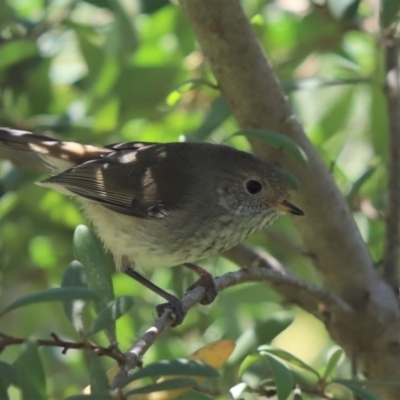 Acanthiza pusilla (Brown Thornbill) at Cotter River, ACT - 2 Jan 2022 by Tammy