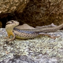 Eulamprus heatwolei (Yellow-bellied Water Skink) at Paddys River, ACT - 2 Jan 2022 by AndrewCB