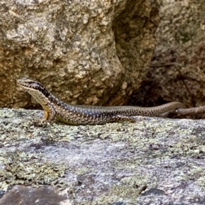 Eulamprus heatwolei at Paddys River, ACT - 2 Jan 2022