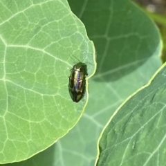 Melobasis purpurascens (A jewel beetle) at O'Connor, ACT - 2 Jan 2022 by AndrewCB