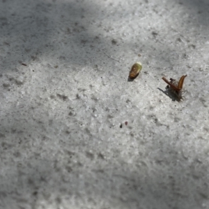 Chrysopidae (family) at O'Connor, ACT - 22 Dec 2021