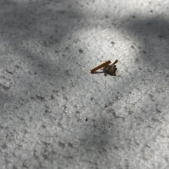 Chrysopidae (family) at O'Connor, ACT - 22 Dec 2021