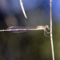 Austrolestes leda (Wandering Ringtail) at Kaleen, ACT - 30 Dec 2021 by sbrumby