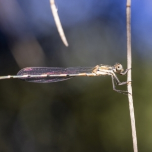 Austrolestes leda at Kaleen, ACT - 30 Dec 2021 04:05 PM