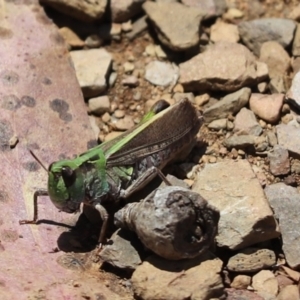 Cryptobothrus chrysophorus at Cotter River, ACT - 2 Jan 2022