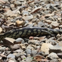 Tiliqua nigrolutea (Blotched Blue-tongue) at Brindabella, NSW - 2 Jan 2022 by Tammy