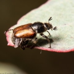 Heteronyx dimidiatus (Dimidiatus scarab beetle) at Mulligans Flat - 2 Jan 2022 by Roger