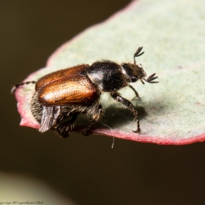 Heteronyx dimidiatus (Dimidiatus scarab beetle) at Mulligans Flat - 2 Jan 2022 by Roger