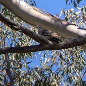 Phaps chalcoptera at Holbrook, NSW - suppressed