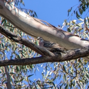 Phaps chalcoptera at Holbrook, NSW - suppressed