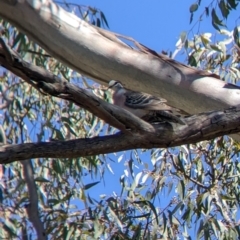 Phaps chalcoptera at Holbrook, NSW - 3 Jan 2022