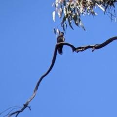 Artamus cyanopterus cyanopterus (Dusky Woodswallow) at Holbrook, NSW - 2 Jan 2022 by Darcy