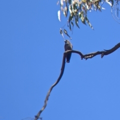 Artamus cyanopterus at Holbrook, NSW - 3 Jan 2022
