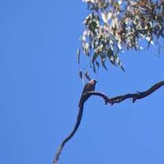Artamus cyanopterus at Holbrook, NSW - suppressed