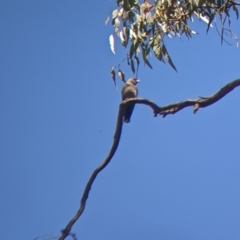 Artamus cyanopterus cyanopterus at Holbrook, NSW - 3 Jan 2022